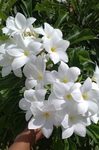 00200a plumeria white - plumeria, samen