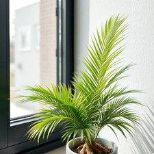 Berg-Palme Pflanze für die Wohnung drinnen Zimmerpflanze gross pflegeleicht