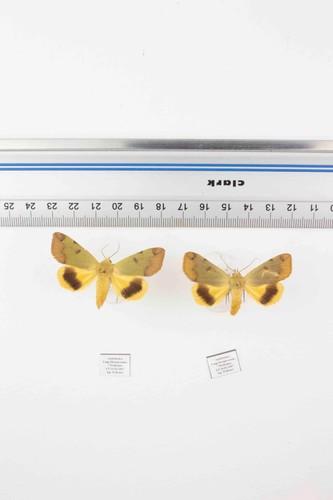 Schmetterling entomologie - schmetterling,