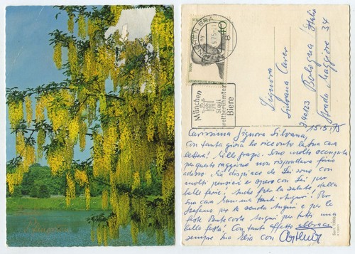 57535 blühende trauerweide - blühende,