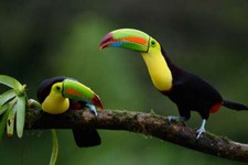 Wandbild ramphastos - wandbild:,