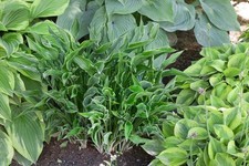 Hosta x cult. 'Praying Hands', Funkie, ca. 11x11 cm Topf