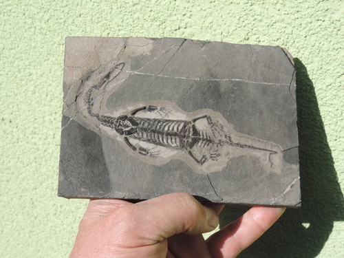 Keichousaurus hui aus der