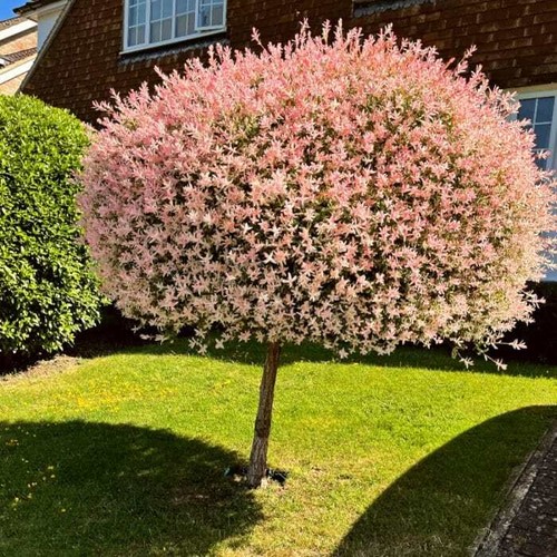 Harlekinweide salix integra - harlekinweide,