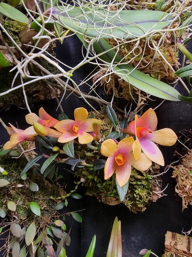 Dendrobium mtn butterfly - mtn.,