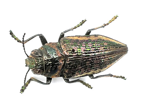 Buprestidae lampetis - buprestidae,,
