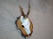 Rehgehörn Birkenholz