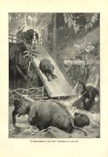Elefanten Rutsche im Zirkus Busch Berlin Kunsdruck 1903 von Georg Koch Elefant