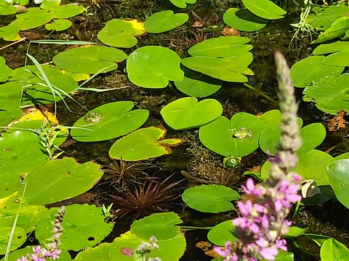 Teichmummel gelbe seerose - teichmummel,
