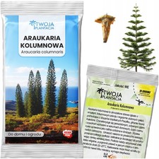 Araucaria Columnaris -