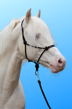 Libby's Knotted Pressure