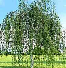 Sandbirke, Hängebirke Samen,  Baum des Jahres 2000