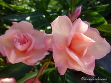 3 Oleander Stecklinge - Mrs Roeding / Rose du Ventoux
