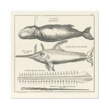 Spyck Pottwal Sägefisch Natur