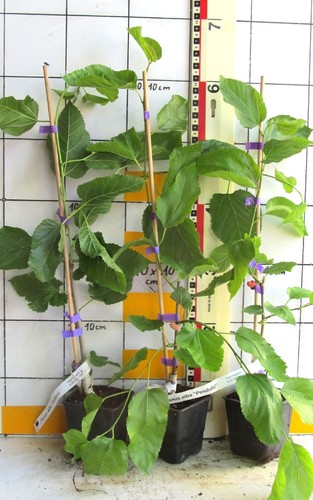 Morus alba pendula - morus,