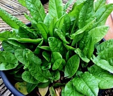 großer Sauerampfer Samen, Rumex acetosa, winterhartes Wildkraut, sehr lecker