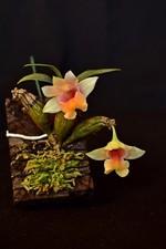 Dendrobium bellatulum Orchidee