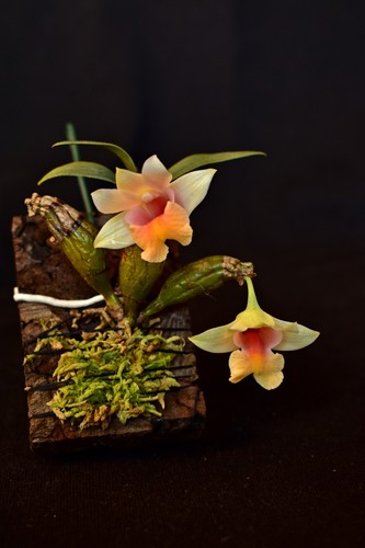 Dendrobium bellatulum orchidee - bellatulum,