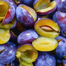 Pflaumenbaum Amers -