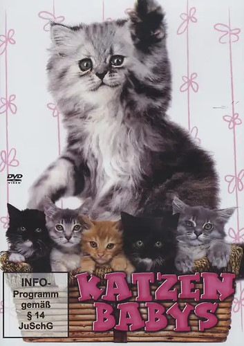 Katzenbabys