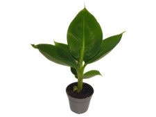 Zimmerpflanze Musa acuminata Bananenpflanze Mini 3 Stück im 5 cm Topf