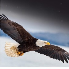 Flying Birds RC-Flugzeug mit Licht RC-Segelflugzeug für Jungen Mädchen