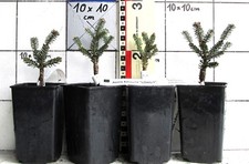 Abies koreana OBERON    -