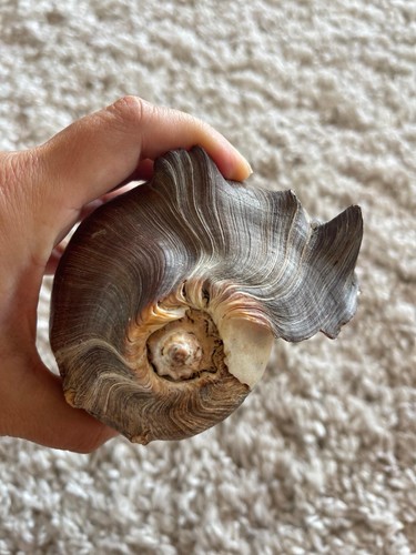 Gehäuse meeresschnecke - gehäuse,