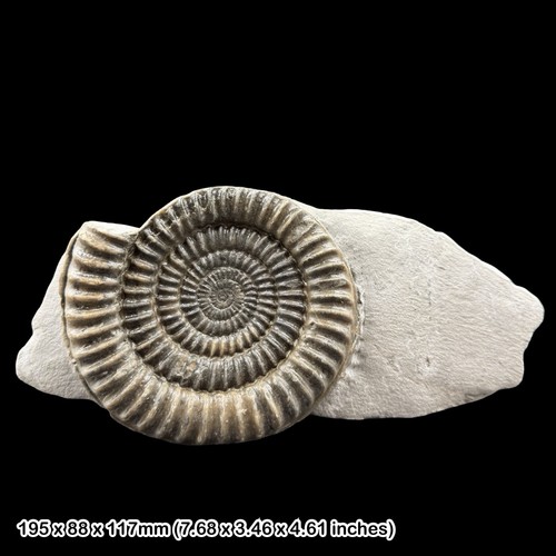 Metophioceras fossil ammonit - metophioceras,