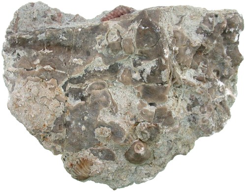 Silur fossiler meeresboden - silur,