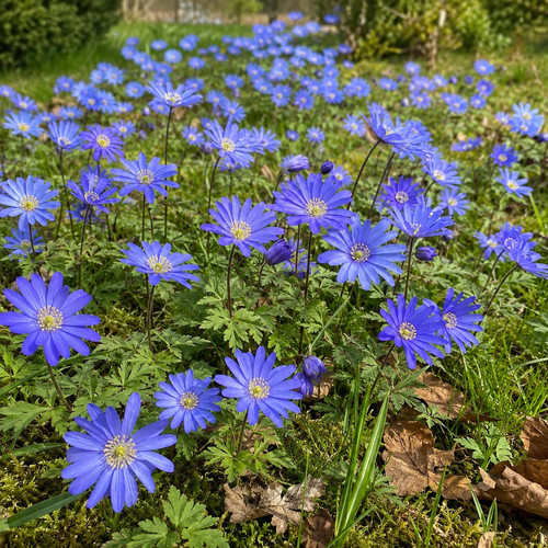 Anemone - @, (◕‿◕)\@