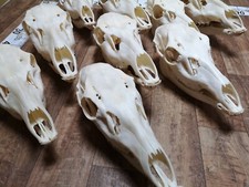 Echte Rothirsch Rotwild