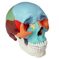 Osteopathie Anatomie Schädel