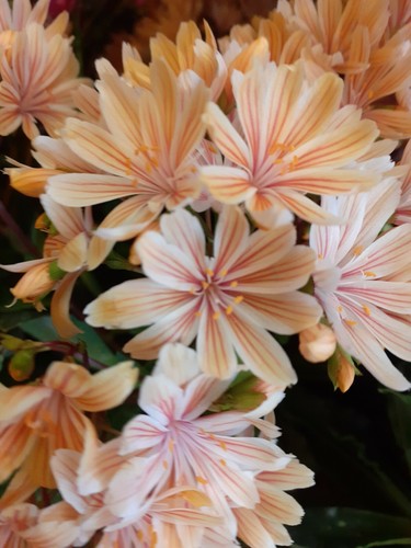 Lewisia