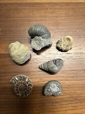 Fossiliensammlung konvolut