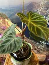 Seltener Philodendron