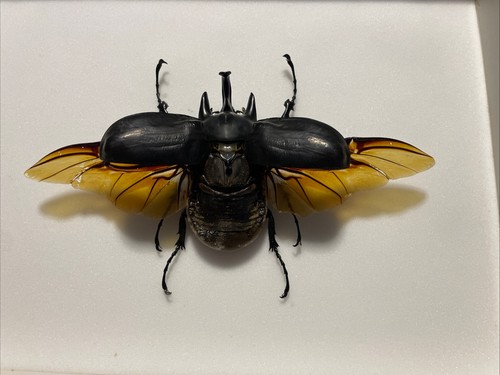 Entomologie*Coleoptera*Megasom