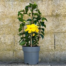 Dipladenie gelb, Doppelbogen