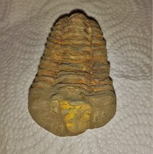 Sonderangebot Fossil Trilobit