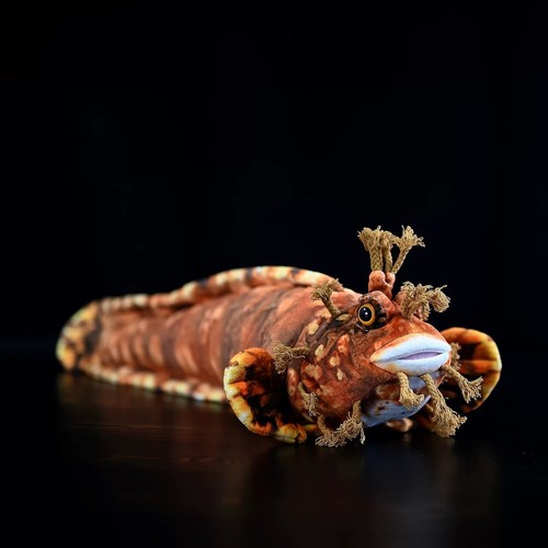 Japanischer warbonnet fisch - japanischer, 20