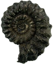 Lias  Bifericeras subplanicosta  Bemerkenswerter Top Ammonit  Holzmaden  4921