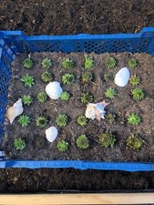 Sukkulenten  30  Pflanzen