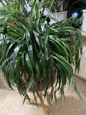 Große Zimmerpflanze