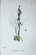 Original alter antiker Druck