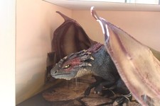 Schleich Antylar 70417 NEU OVP