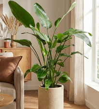 Strelitzia Nicolai 140–150