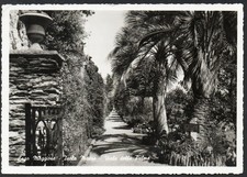 Isola Madre Lago Maggiore Viale delle Palme (Isola Madre Palmenallee) / gelaufen