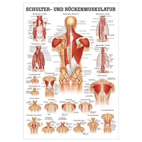 Schulter und - schulter-,