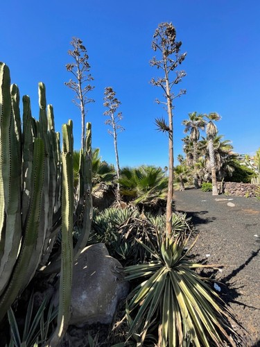 Agave americana samen - americana,