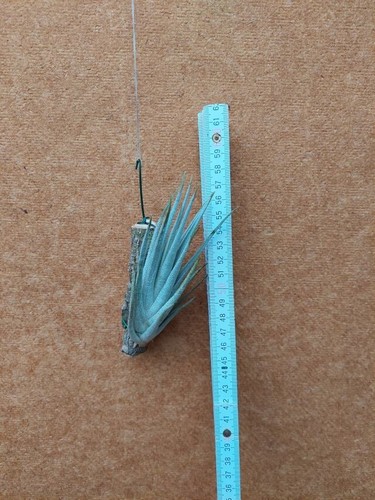 Tillandsia mitlaensis